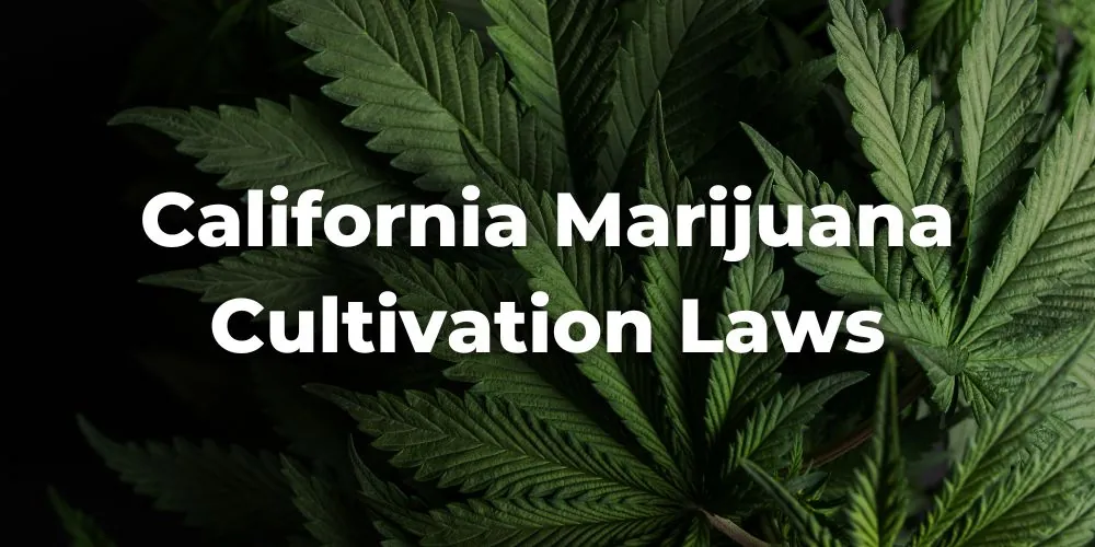 California Marijuana Cultivation Laws